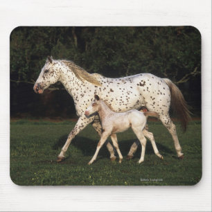 Appaloosa Mare And Foal in Field Mouse Mat