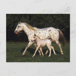 Appaloosa Mare And Foal in Field Postcard