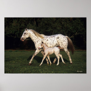 Appaloosa Mare And Foal in Field Poster