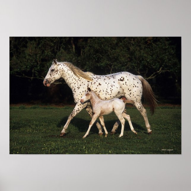 Appaloosa Mare And Foal in Field Poster (Front)