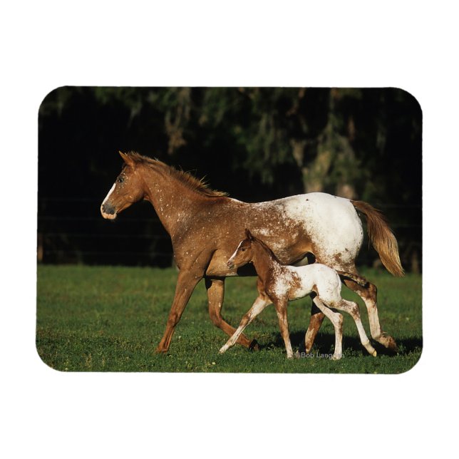Appaloosa Mare And Foal Magnet (Horizontal)