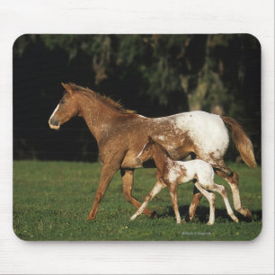 Appaloosa Mare And Foal Mouse Mat