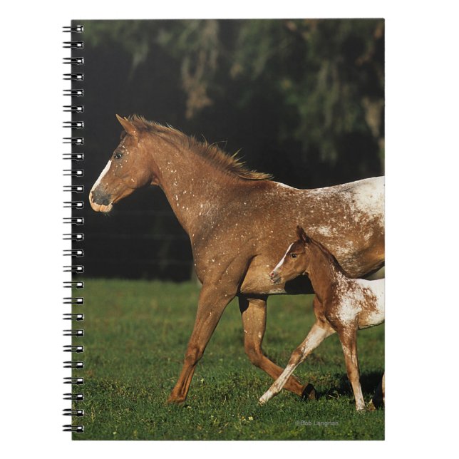 Appaloosa Mare And Foal Notebook (Front)