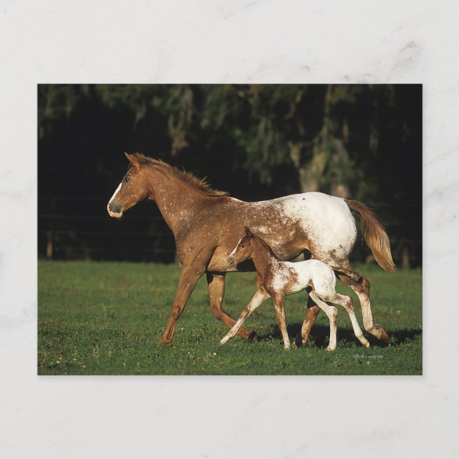 Appaloosa Mare And Foal Postcard (Front)