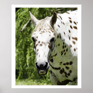 Appaloosa Portrait,Horse Photography Poster