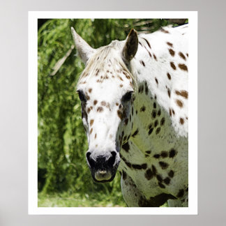 Appaloosa Portrait,Horse Photography Poster