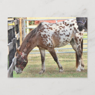Appaloosa Postcard