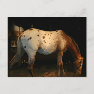Appaloosa Postcard