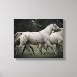 Appaloosa Running Free Canvas Print