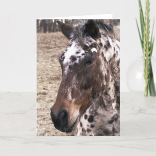 Appaloosa Stallions Greeting Card