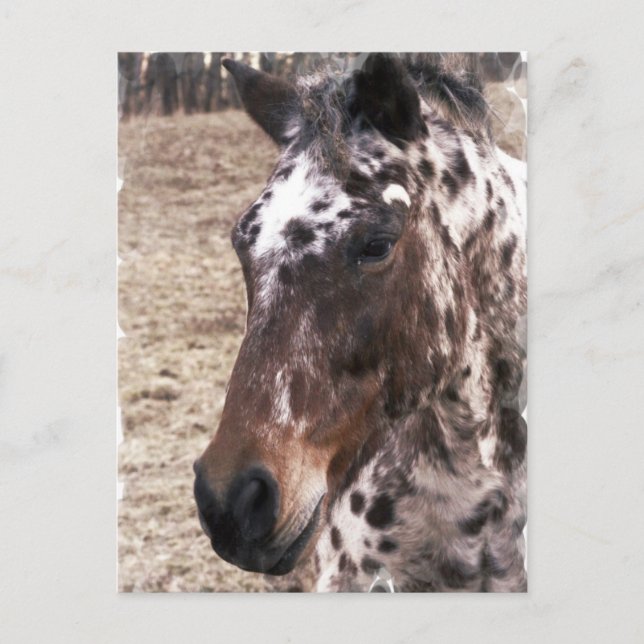 Appaloosa Stallions Postcard (Front)