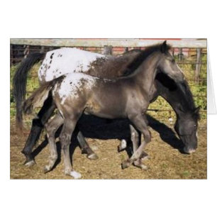 Appalosa mare & foal
