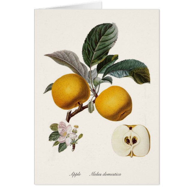 Apple (Front)
