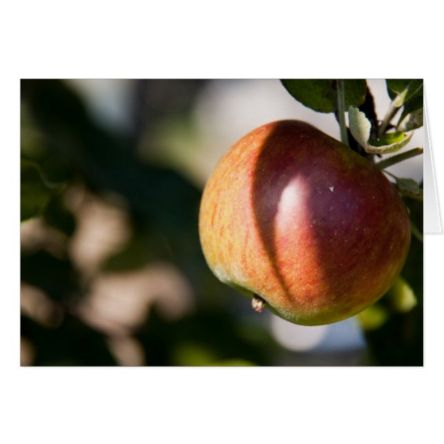 Apple (Front Horizontal)