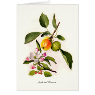 Apple and Blossom