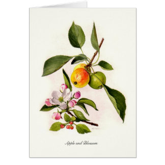 Apple and Blossom