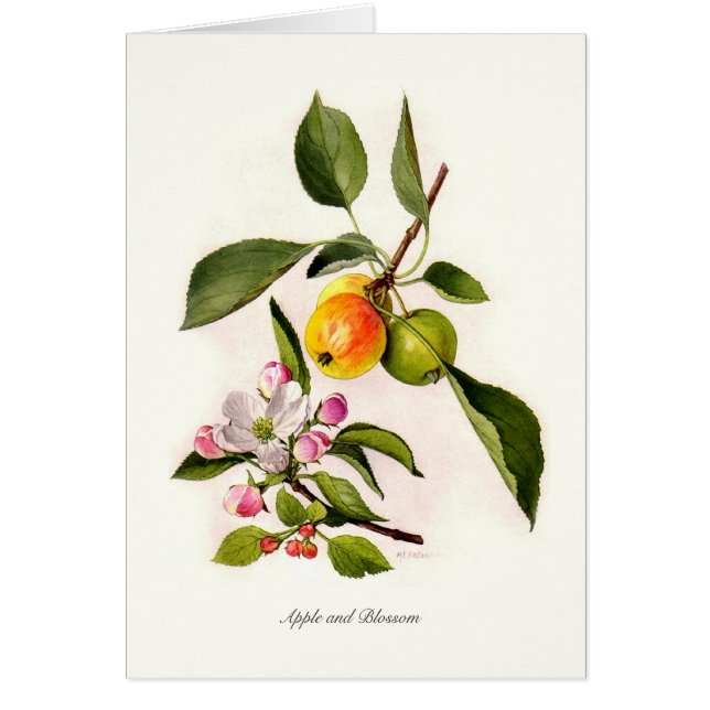 Apple and Blossom (Front)
