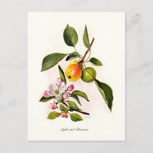 Apple and Blossom Postcard (Front)