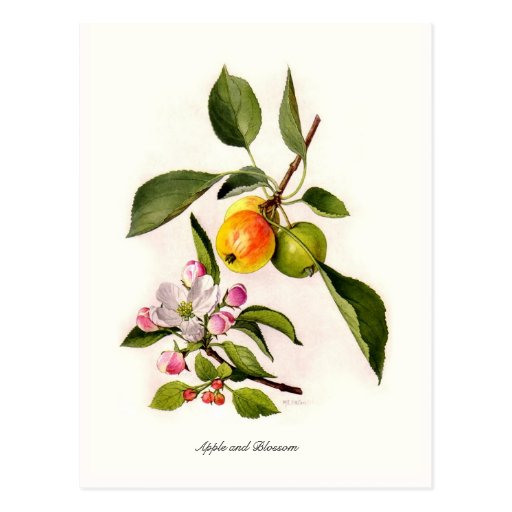 Image of Apple and Blossom Postcard