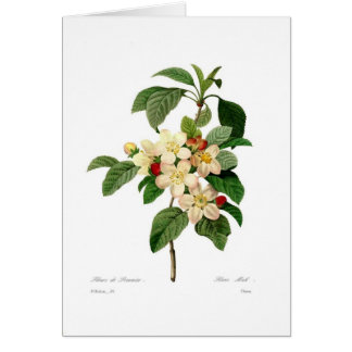 Apple blossom