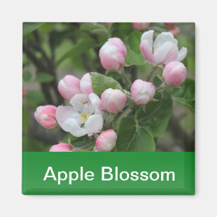apple blossom and green leaves magnet