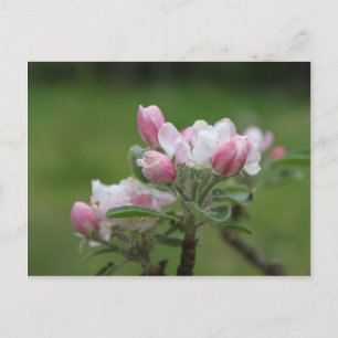 apple blossom and green leaves postcard