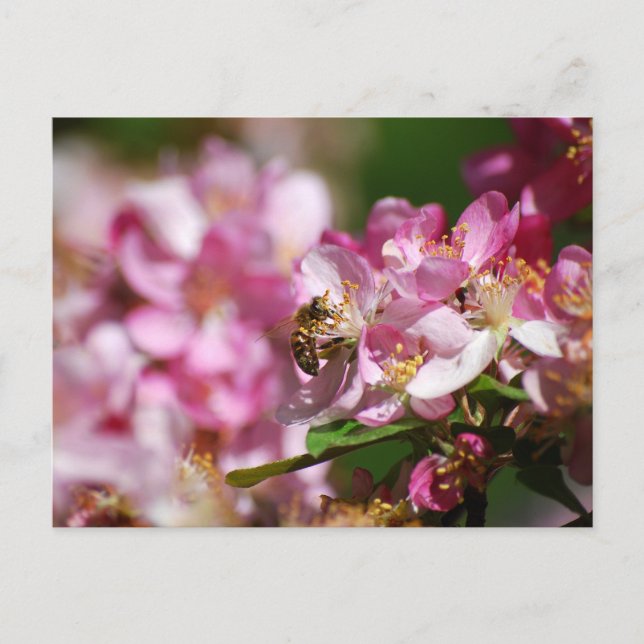 Apple Blossom and Honey Bee  Postcard (Front)