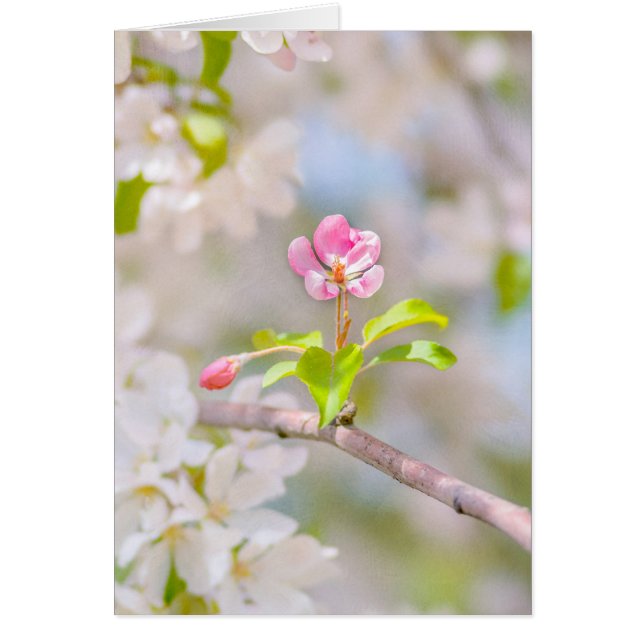 Apple blossom - Beauty (Front)
