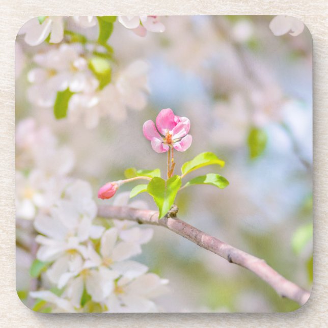 Apple blossom - Beauty Coaster (Front)