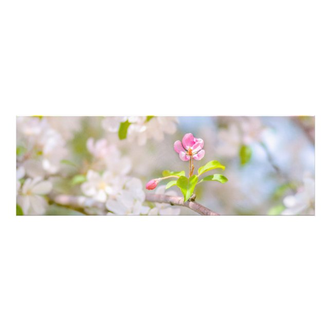 Apple blossom - Beauty Photo Print (Front)