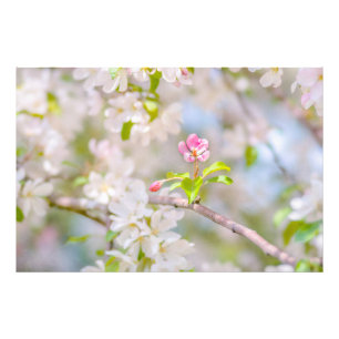Apple blossom - Beauty Photo Print