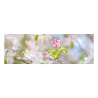 Apple blossom - Beauty