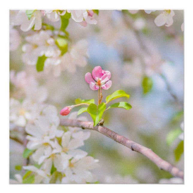 Apple blossom - Beauty Poster (Front)