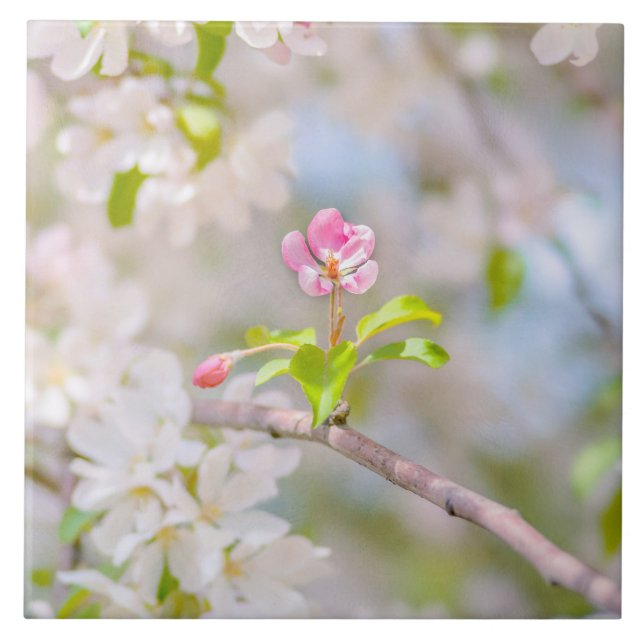 Apple blossom - Beauty Tile (Front)