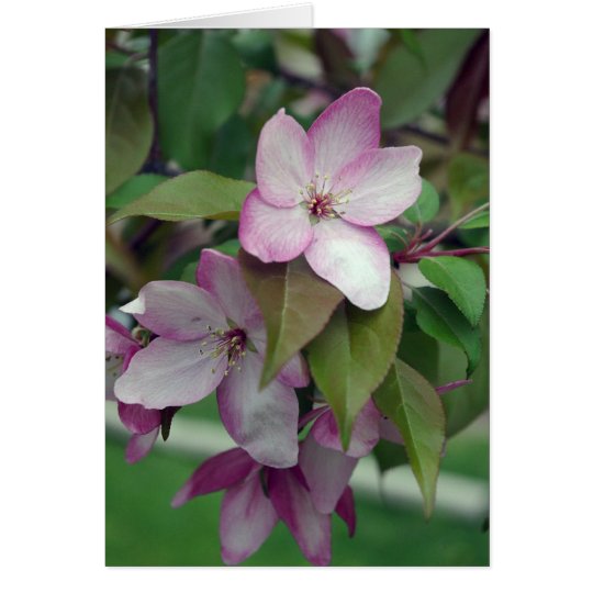 Apple Blossom Birthday Card
