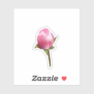 Apple Blossom Bud
