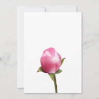 Apple Blossom Bud