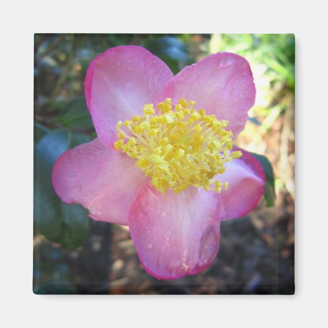 Apple Blossom Camelia Photo Square Magnet (Front)