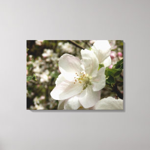 Apple Blossom Canvas Print