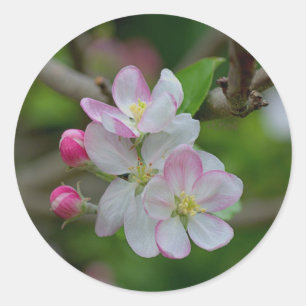 Apple Blossom Classic Round Sticker