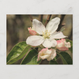 Apple Blossom Close-Up Photo in Sunshine Postcard