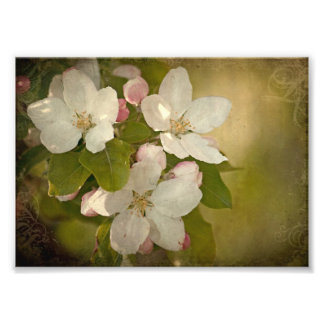 Apple Blossom Cluster Photo Print