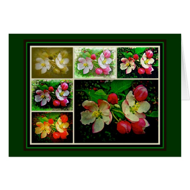 Apple Blossom Collage - Enhanced Digital Photo (Front Horizontal)