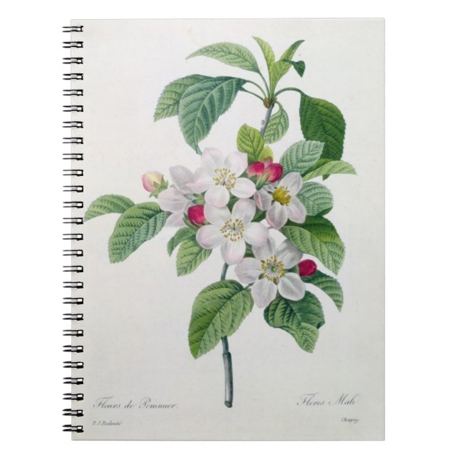 Apple Blossom, from 'Les Choix des Plus Belles Notebook (Front)