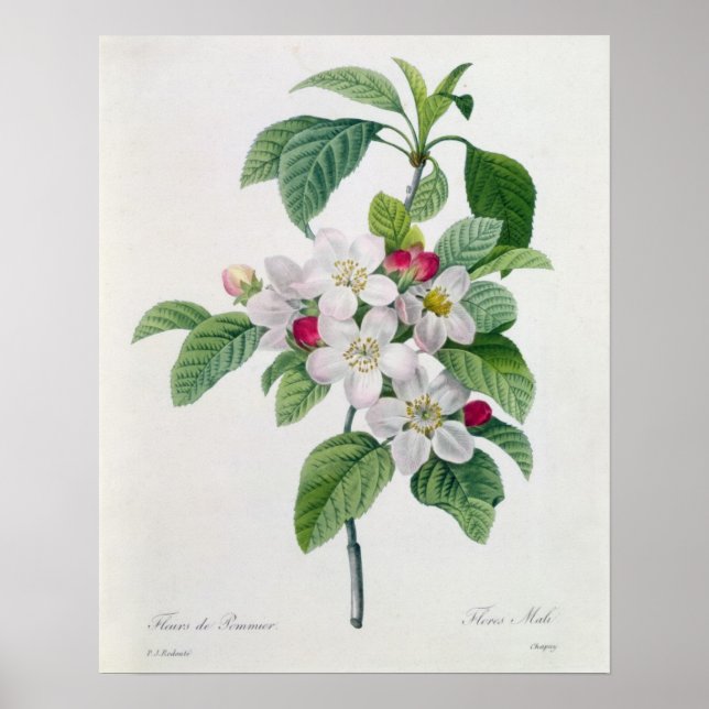 Apple Blossom, from 'Les Choix des Plus Belles Poster (Front)