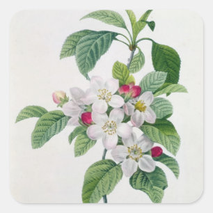 Apple Blossom, from 'Les Choix des Plus Belles Square Sticker