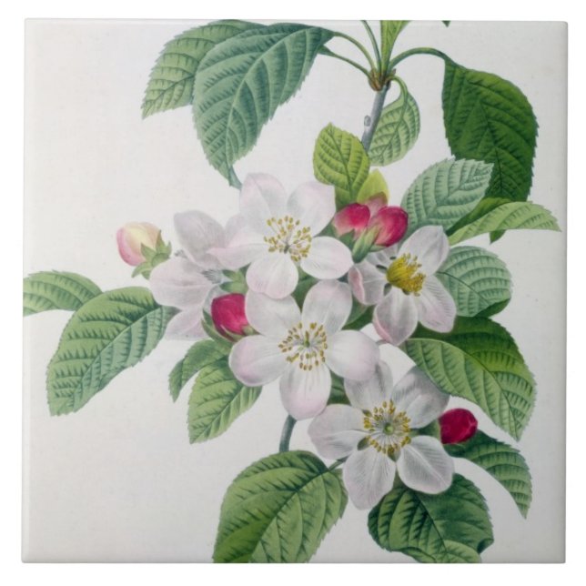 Apple Blossom, from 'Les Choix des Plus Belles Tile (Front)