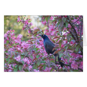 Apple Blossom Grackle