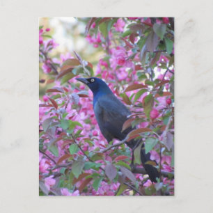 Apple Blossom Grackle Postcard