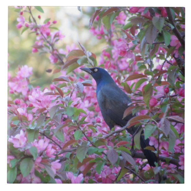 Apple Blossom Grackle Tile (Front)